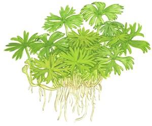Tropica Ranunculus inundatus 1-2-GROW! - Image 3
