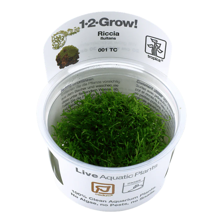 Tropica Riccia fluitans 1-2-GROW!
