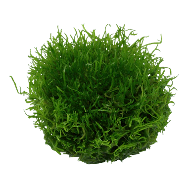 Tropica Riccia fluitans 1-2-GROW! - Image 2