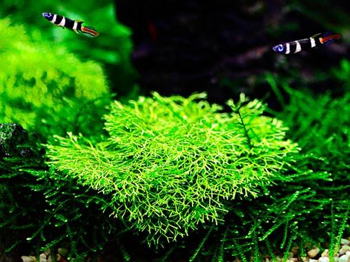 Tropica Riccia fluitans 1-2-GROW! - Image 3