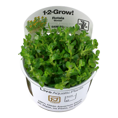 Tropica Rotala 'Bonsai' 1-2-GROW!