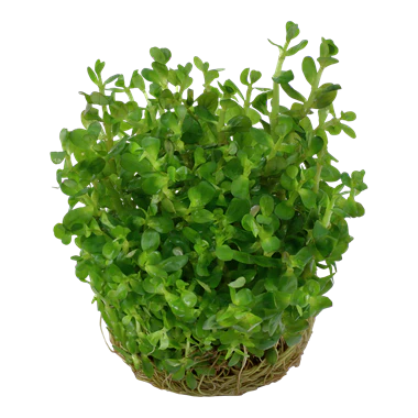 Tropica Rotala 'Bonsai' 1-2-GROW! - Image 2