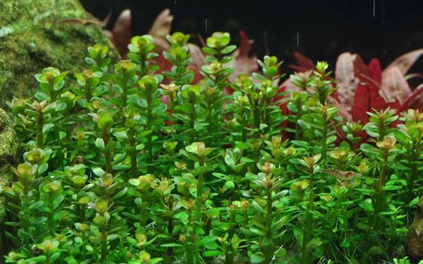 Tropica Rotala 'Bonsai' 1-2-GROW! - Image 3