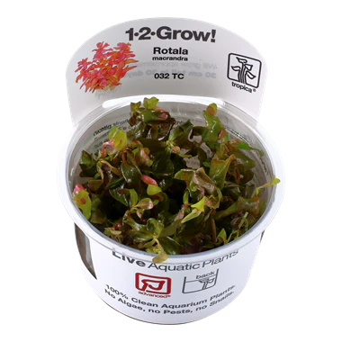 Tropica Rotala Macrandra 1-2-GROW!