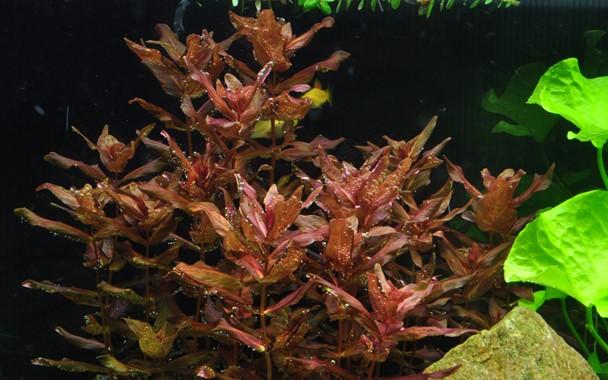 Tropica Rotala Macrandra 1-2-GROW! - Image 2