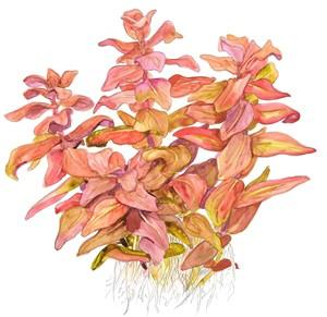 Tropica Rotala Macrandra 1-2-GROW! - Image 3