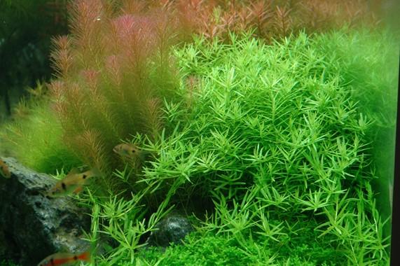 Tropica Rotala rotundifolia 'Green' 1-2-GROW! - Image 2