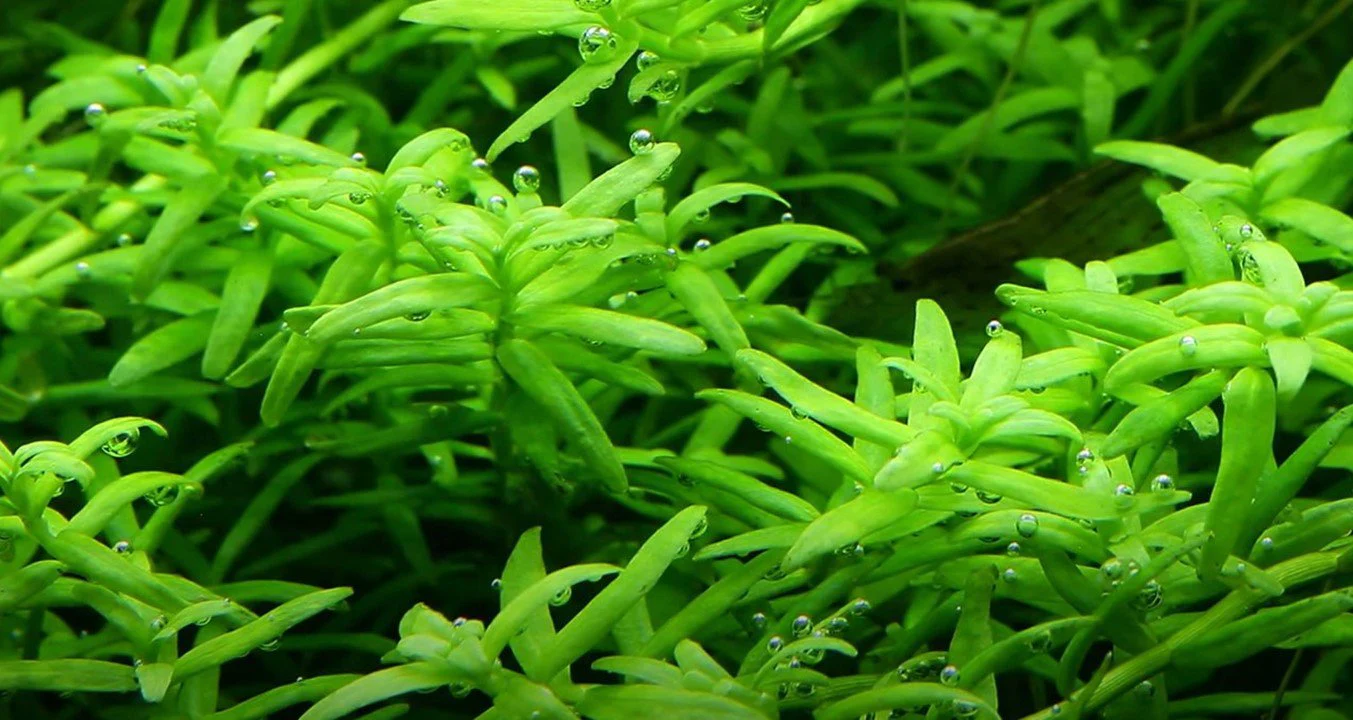 Tropica Rotala rotundifolia 'Green' 1-2-GROW! - Image 3