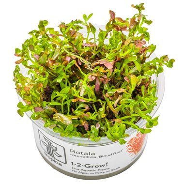 Tropica Rotala rotundifolia 'Blood Red' 1-2-Grow!
