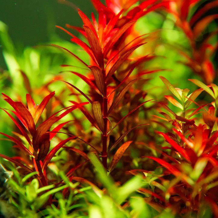 Tropica Rotala rotundifolia 'Blood Red' 1-2-Grow! - Image 2