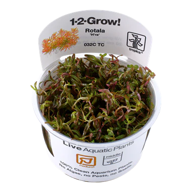 Tropica Rotala 'Vietnam H'ra' 1-2-GROW!