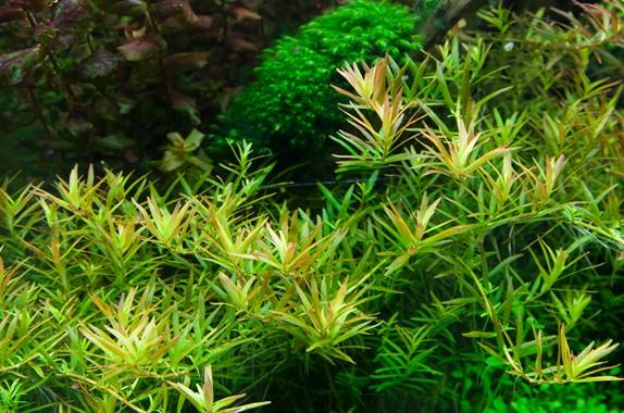 Tropica Rotala 'Vietnam H'ra' 1-2-GROW! - Image 2