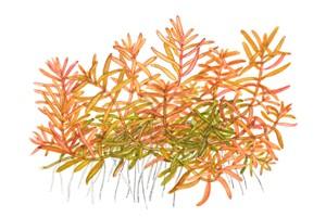 Tropica Rotala 'Vietnam H'ra' 1-2-GROW! - Image 3