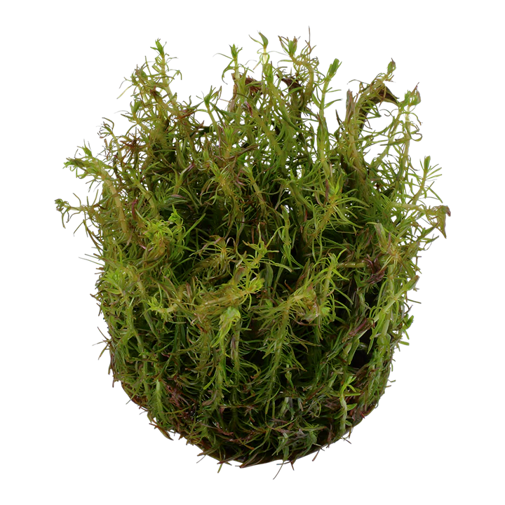 Tropica Rotala Wallichii 1-2-GROW! - Image 2
