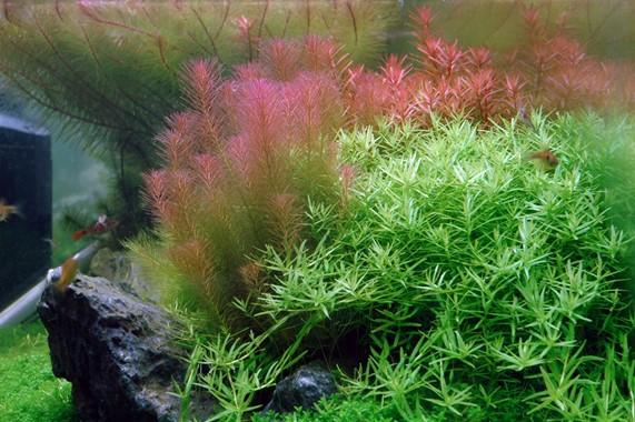 Tropica Rotala Wallichii 1-2-GROW! - Image 3