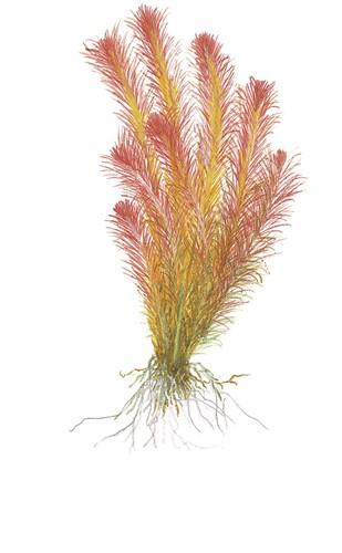 Tropica Rotala Wallichii 1-2-GROW! - Image 4