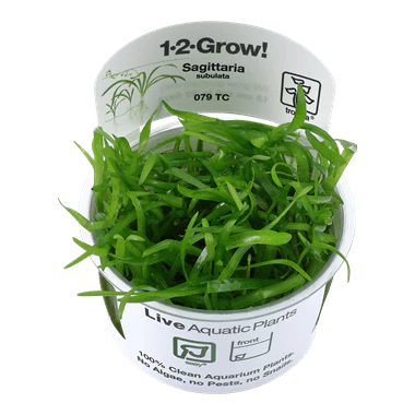 Tropica Sagittaria Subulata 1-2-GROW!