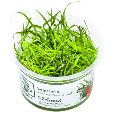 Tropica Sagittaria subulata 'Needle Leaf' 1-2-GROW!