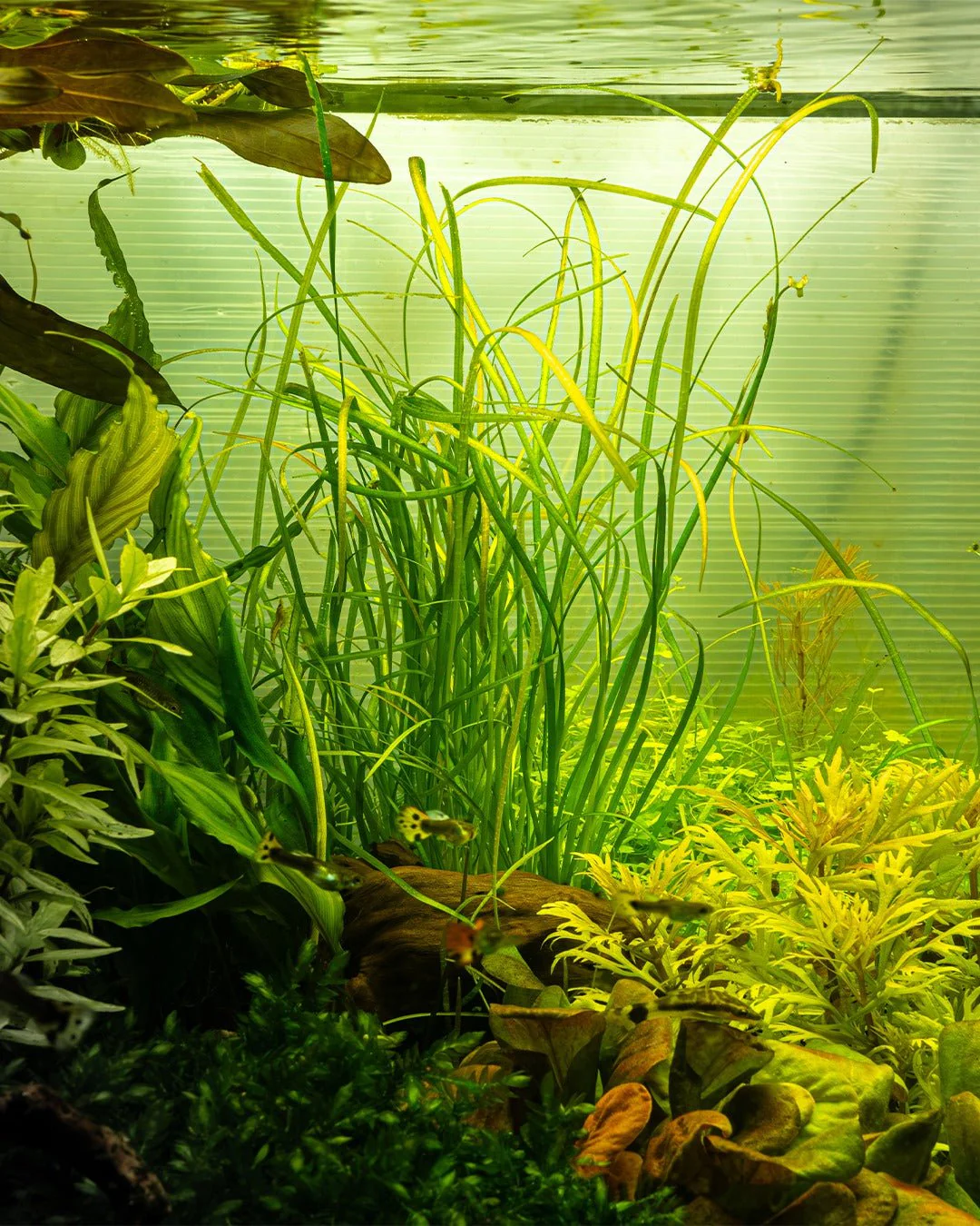 Tropica Sagittaria subulata 'Needle Leaf' 1-2-GROW! - Image 2