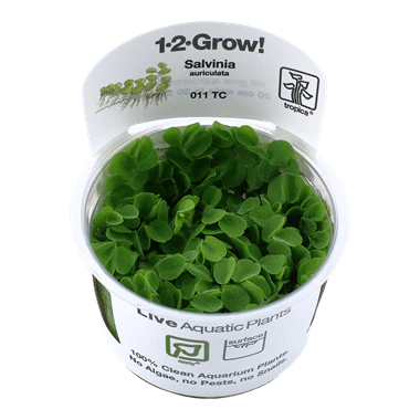 Tropica Salvinia auriculata 1-2-GROW!