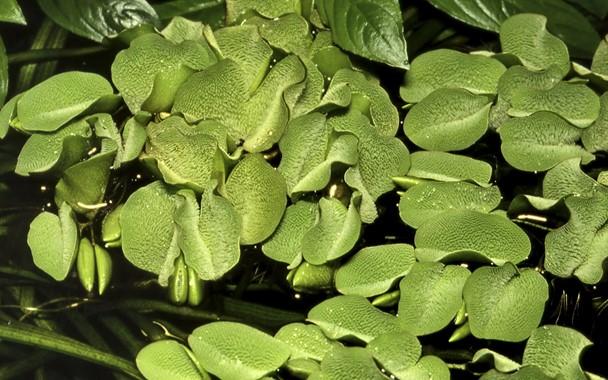 Tropica Salvinia auriculata 1-2-GROW! - Image 2