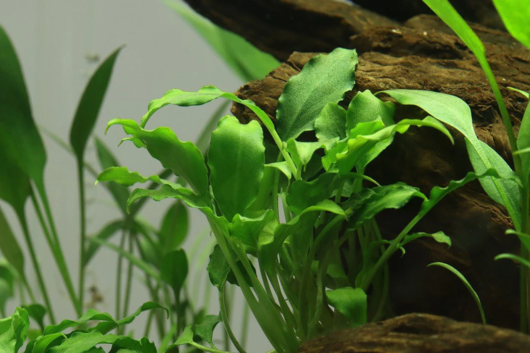 Tropica Schismatoglottis prietoi 1-2-Grow! - Image 2