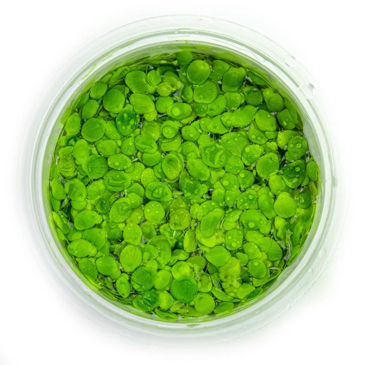 Tropica Spirodela polyrrhiza 1-2-Grow! - Image 3