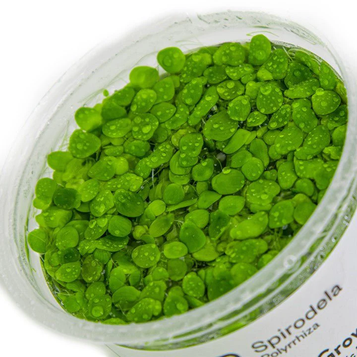 Tropica Spirodela polyrrhiza 1-2-Grow! - Image 4