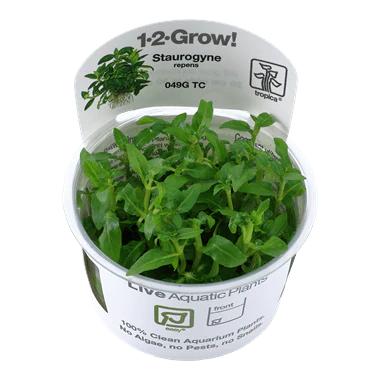 Tropica Staurogyne repens 1-2-GROW!