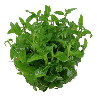 Tropica Staurogyne repens 1-2-GROW! - Image 2