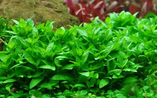Tropica Staurogyne repens 1-2-GROW! - Image 3