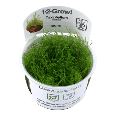 Tropica Taxiphyllum barbieri 'Bogor Moss' 1-2-GROW! (AKA Taxiphyllum barbieri)