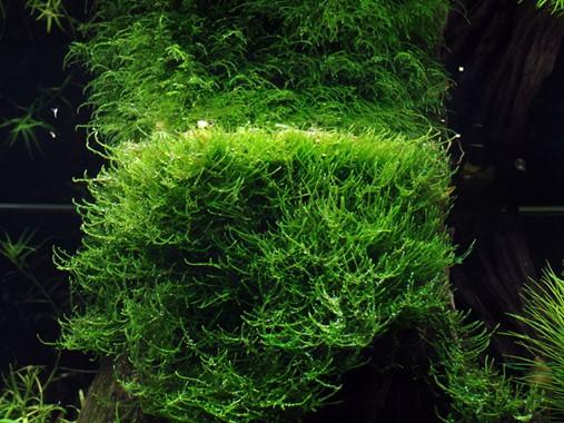 Tropica Taxiphyllum barbieri 'Bogor Moss'