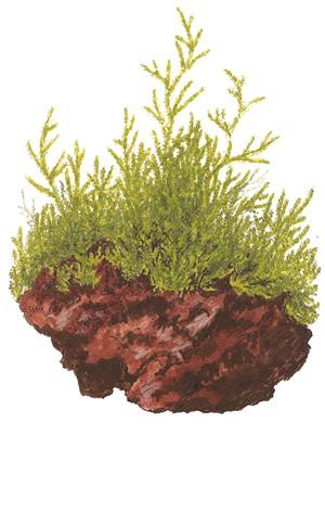 Tropica Taxiphyllum barbieri 'Bogor Moss' - Image 2