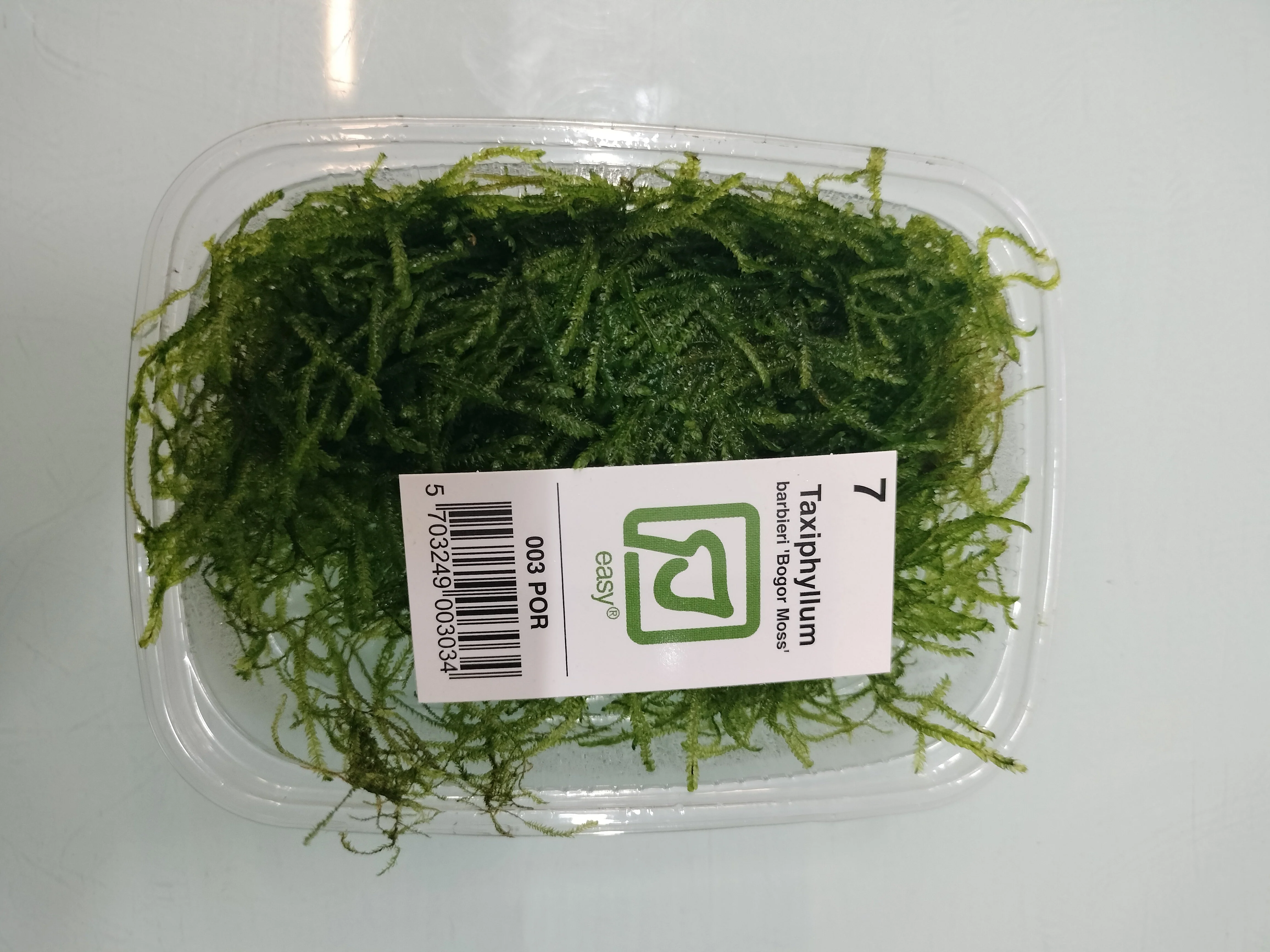 Tropica Taxiphyllum barbieri 'Bogor Moss' - Image 3