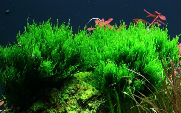 Tropica Taxiphyllum 'Flame' 1-2-GROW! - Image 3