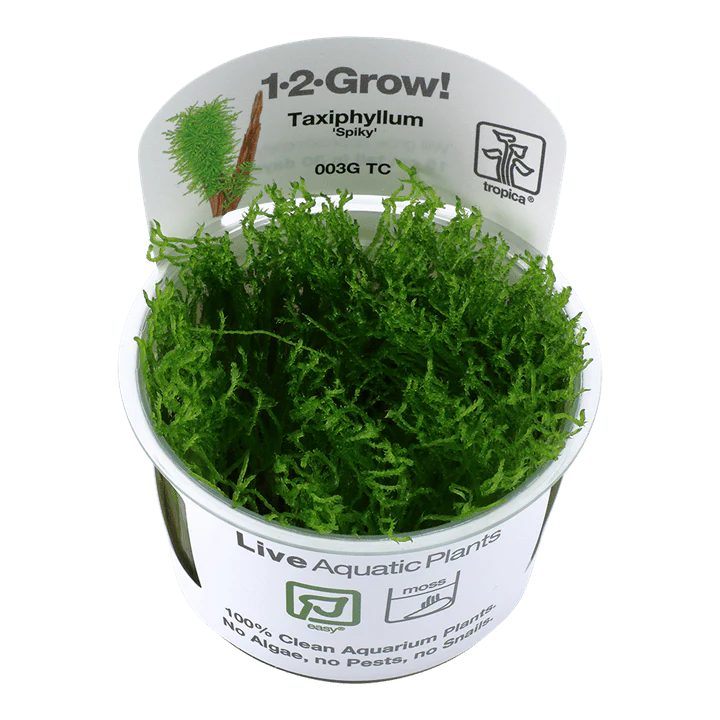 Tropica Taxiphyllum 'Spiky' 1-2-GROW!