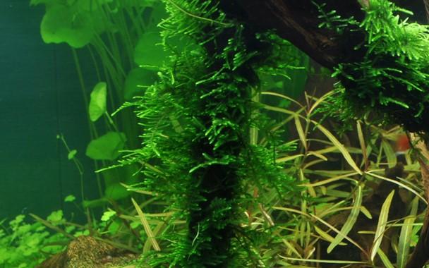 Tropica Taxiphyllum 'Spiky' 1-2-GROW! - Image 2
