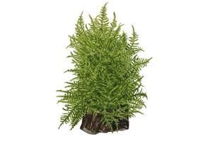 Tropica Taxiphyllum 'Taiwan moss' 1-2-GROW! - Image 3