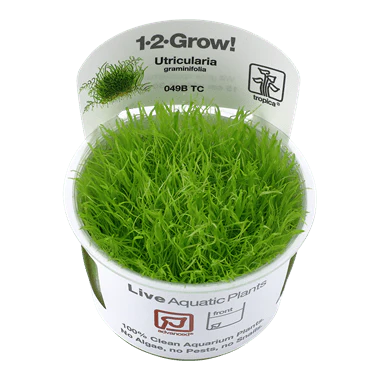 Tropica Utricularia Graminifolia 1-2-GROW!