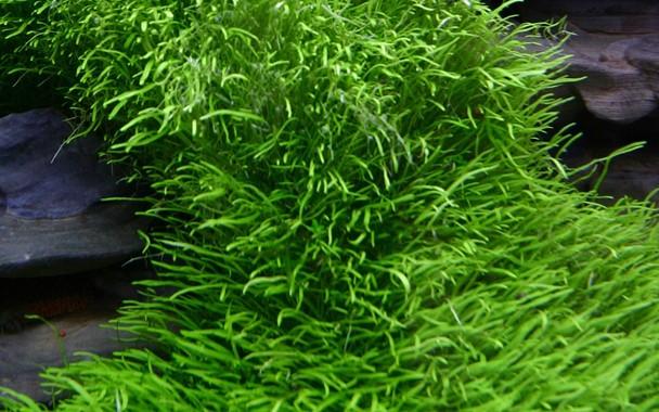 Tropica Utricularia Graminifolia 1-2-GROW! - Image 2