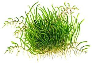Tropica Utricularia Graminifolia 1-2-GROW! - Image 3