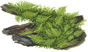 Tropica Vesicularia montagnei 'Christmas Moss' 1-2-GROW! - Image 3
