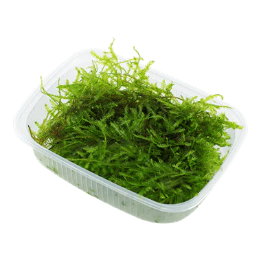 Tropica Vesicularia dubyana 'Christmas' Portion