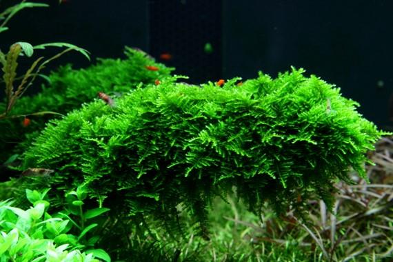 Tropica Vesicularia dubyana 'Christmas' Portion - Image 2