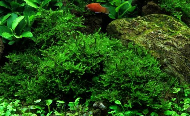 Tropica Vesicularia dubyana 'Christmas' Portion - Image 3
