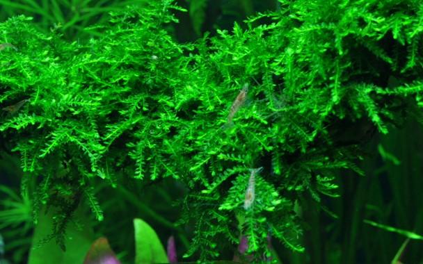 Tropica Vesicularia ferriei 'Weeping' 1-2-GROW! - Image 3