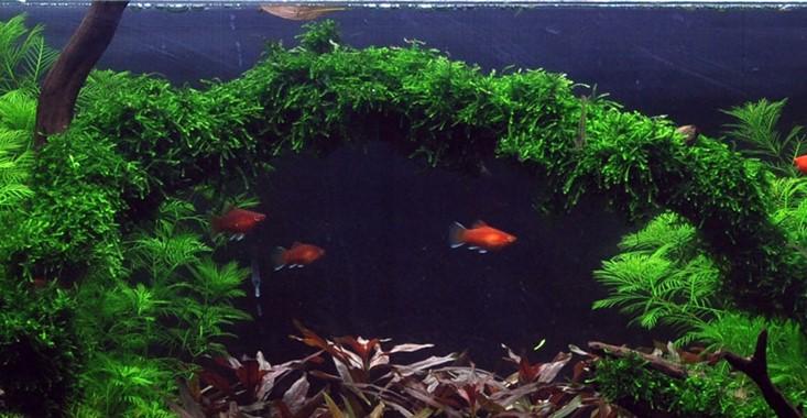 Tropica Vesicularia ferriei 'Weeping' Portion - Image 3