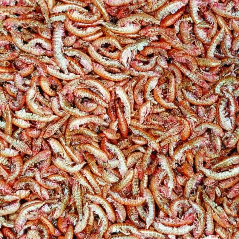 Tropical Gammarus (nature shrimps) - Image 2