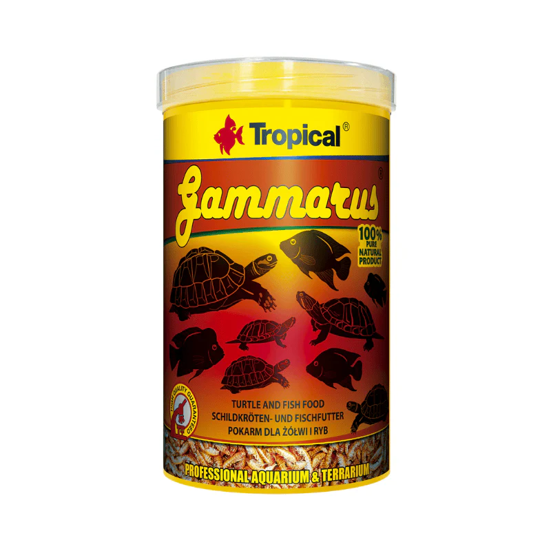 Tropical Gammarus (nature shrimps) - Image 3
